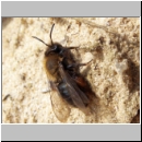 Andrena clarkella - Sandbiene w06 12mm - Sandgrube Niedringhaussee.jpg
